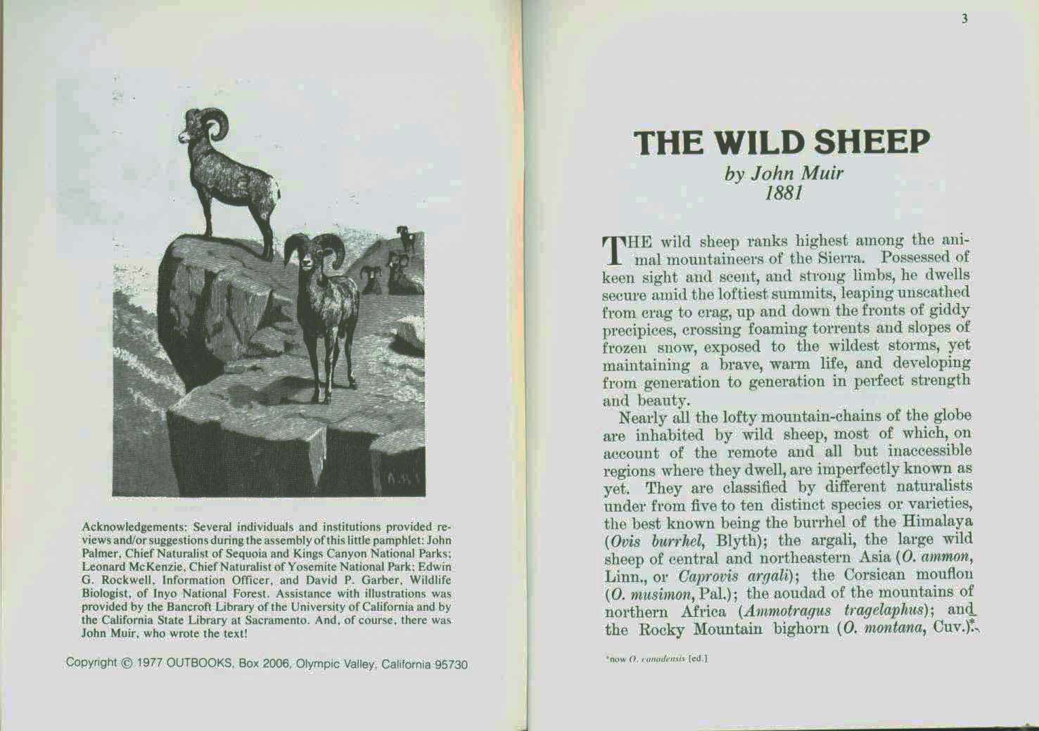 The Wild Sheep--1881. vist0017i